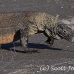 dragon_komodo_hsb_rinca_h_2075_kom4437.jpg